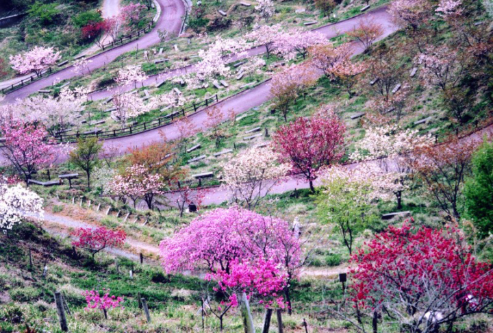 神河1-no1-桜華園の桜　特別賞-800x581